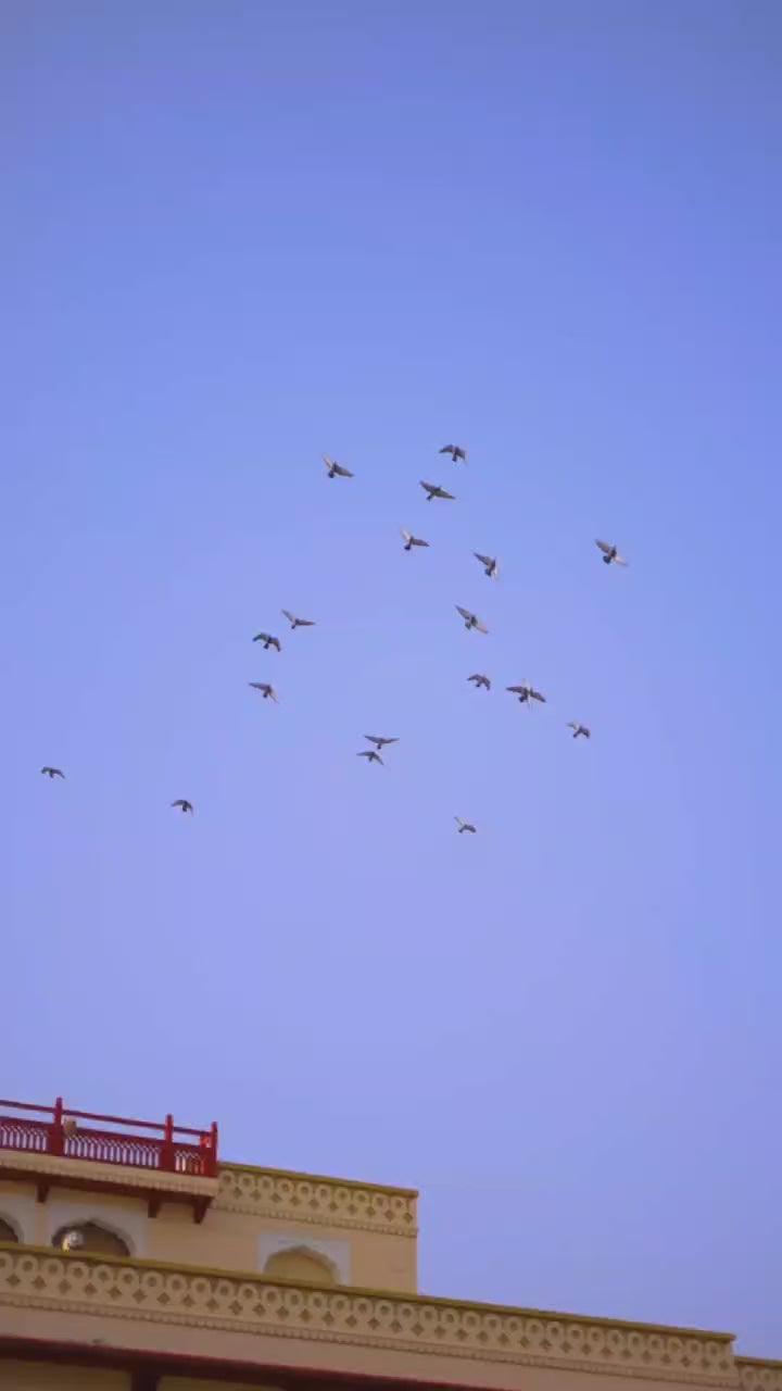 Bridal Style Gold Crush Lehenga with Heavy Zari & Sequins Embroidery